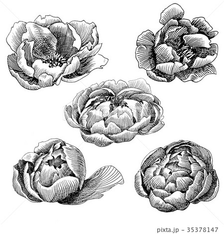 The branch flowering peony isolated on white 35378147