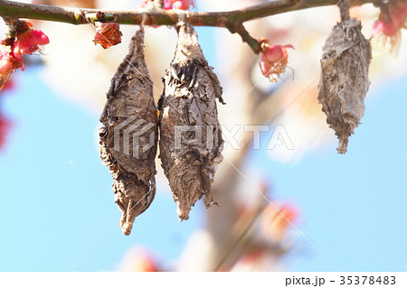 ミノムシ ミノムシ 35378483