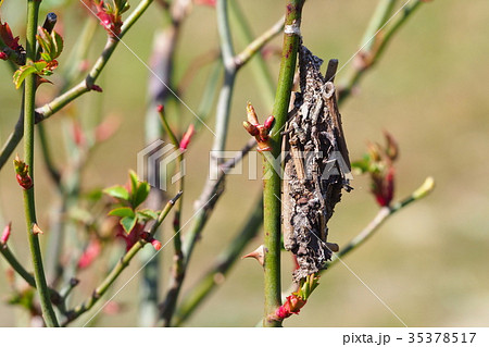 ミノムシ ミノムシ 35378517