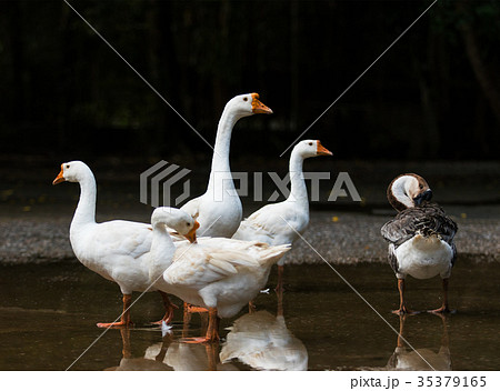 flock of white goose on water field flock of white goose on water field 35379165