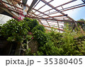 Beauty flower in winter Garden The interior old 35380405