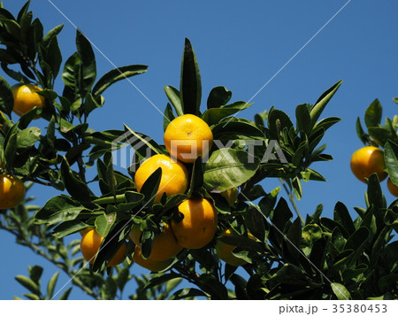 愛媛のミカン 愛媛のミカン 35380453