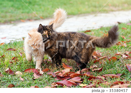 Cats in autumn park. Tortoiseshell and red cats in 35380457