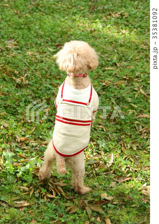 トイプードル 35381092