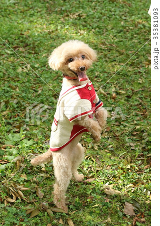 トイプードル 35381093