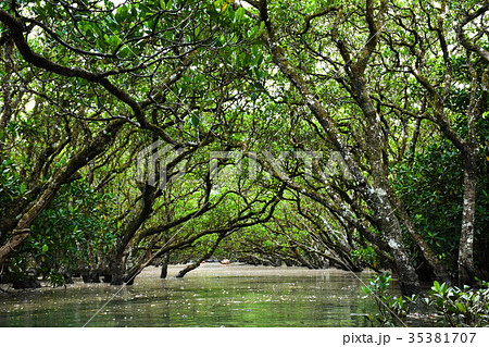 マングローブの森 マングローブの森 35381707