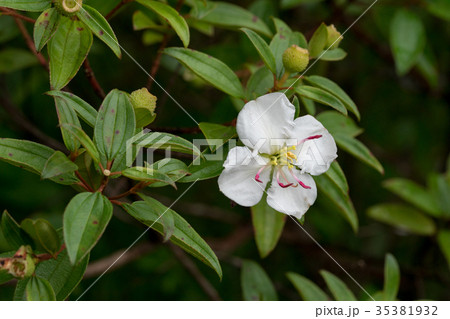 小笠原固有種のムニンノボタン 小笠原固有種のムニンノボタン 35381932