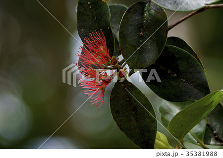 小笠原固有種のムニンフトモモ 35381988