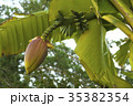 バナナの花 35382354
