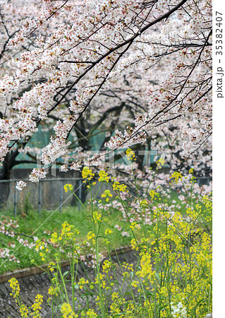 見沼代用水の桜並木　日本一の桜回廊 35382407