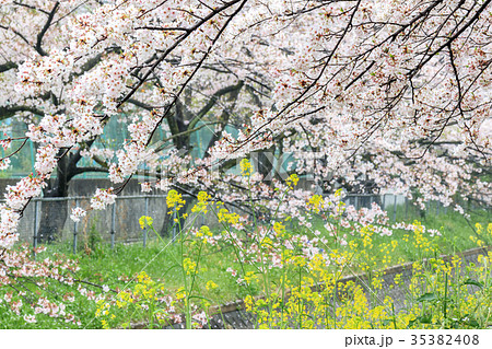 見沼代用水の桜並木 日本一の桜回廊 見沼代用水の桜並木 日本一の桜回廊 35382408