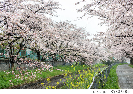見沼代用水の桜並木 日本一の桜回廊 見沼代用水の桜並木 日本一の桜回廊 35382409