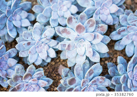 Close-up of Rose Shaped Beautiful Graptopetalum  35382760