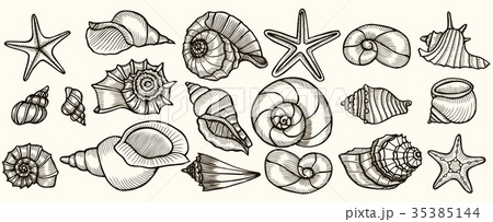 Seashells vector set. Seashells vector set. 35385144