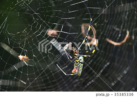 ジョロウグモ(女郎蜘蛛) ジョロウグモ(女郎蜘蛛) 35385336