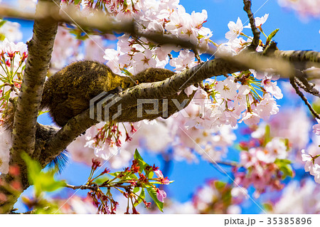 りす　桜　鎌倉 35385896