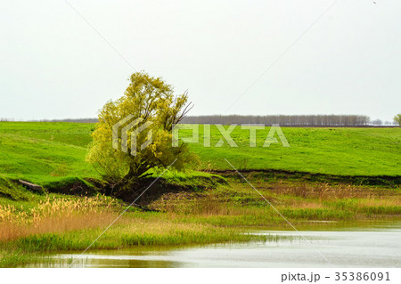 Fantasy summer landscape with lonesome tree 35386091
