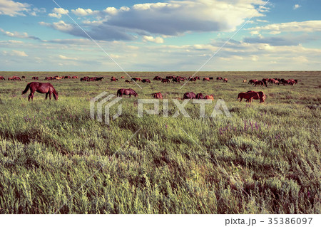 Wild horses grazing on summer meadow Wild horses grazing on summer meadow 35386097