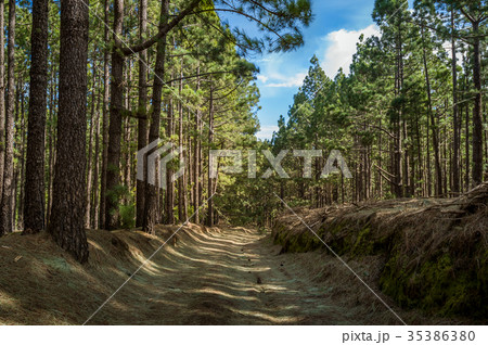 La Esperanza forest, Tenerife island La Esperanza forest, Tenerife island 35386380