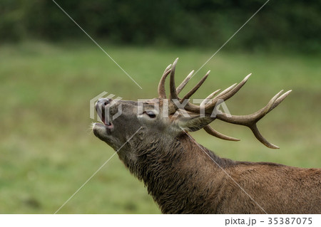 Beautiful stag with great antlers on green meadow 35387075