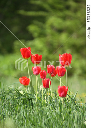 庭で自然な姿で咲く数本の赤いチュウリップ 35388322