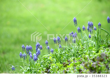 春の小花、ムスカリ 春の小花、ムスカリ 35388323