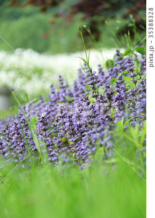 野の花 初夏の小花 紫色のアジュガの写真素材 3538