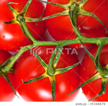 Bunch of fresh tomatoes with water drops Bunch of fresh tomatoes with water drops 35388679
