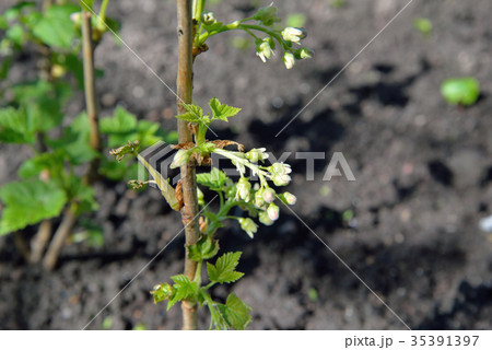 Young seedling currant in the garden on a Sunny 35391397