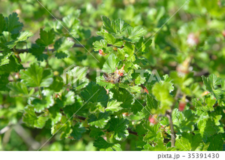 A bee collects pollen on a branch of a blossoming 35391430