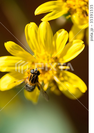 ミツバチとツワブキの花 35391535