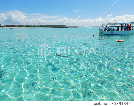 タヒチ　ボラボラ島　シャーク 35391846