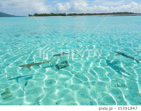 タヒチ　ボラボラ島　シャーク 35391847