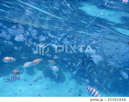 タヒチ 熱帯魚 シュノーケリング タヒチ 熱帯魚 シュノーケリング 35391948