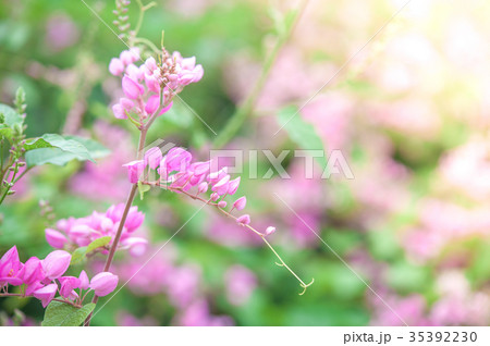 pink flowers selective focus pink flowers selective focus 35392230