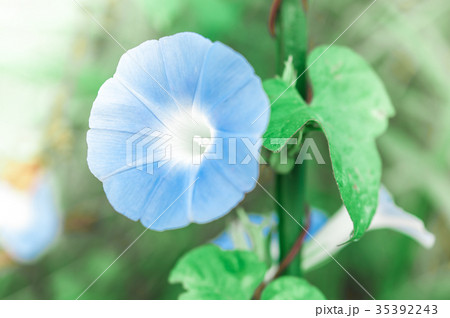 blue flowers selective focus blue flowers selective focus 35392243