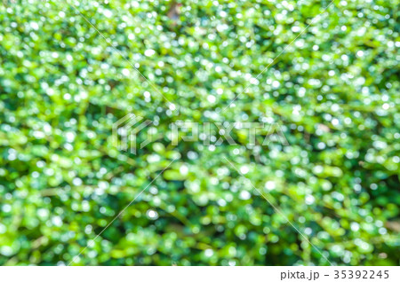 green nature bokeh background 35392245