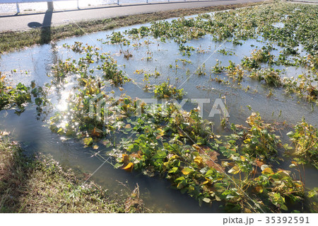 台風被害、田圃 35392591