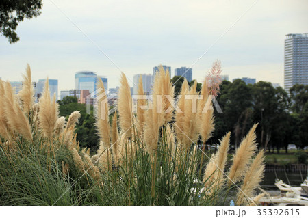 パンパスグラスのある風景 35392615