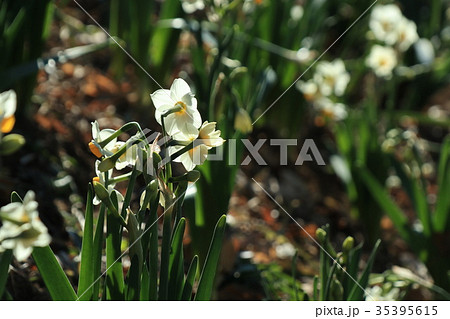 幸手市権現堂の水仙の花 35395615