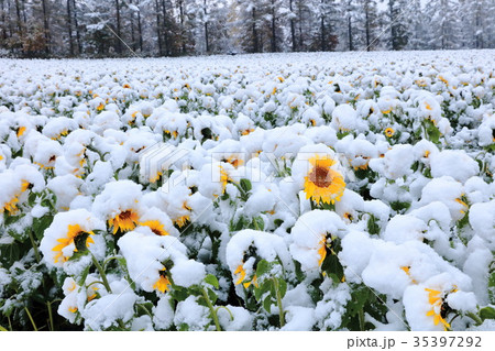 雪とひまわり 35397292