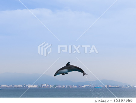 イルカのジャンプ イルカのジャンプ 35397966