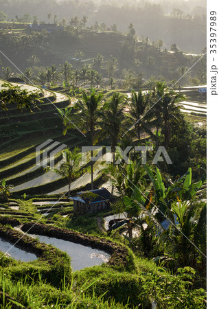 Jatiluwih Rice Terraces in Bali, Indonesia. 35397989