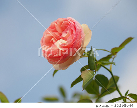 バラ 35398044