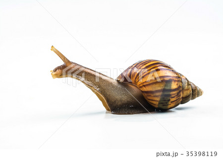 snails on white background snails on white background 35398119