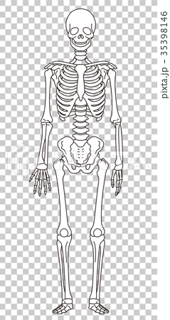 骨格模型 人体 医療のイラスト素材