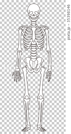 骨格模型 人体 医療のイラスト素材