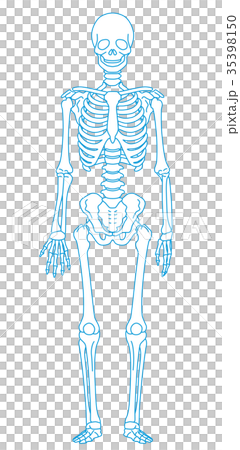 骨格模型　人体　医療 35398150