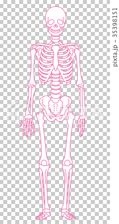 骨格模型　人体　医療 35398151