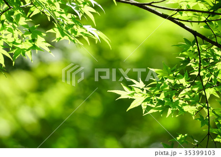 青モミジ 青モミジ 35399103
